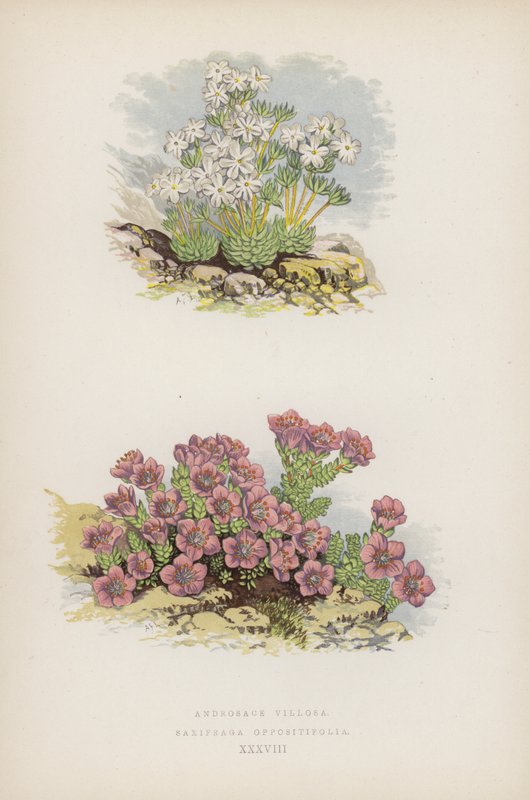 Androsace Villosa; Saxifraga Oppositefolia (barevná lito) od English School
