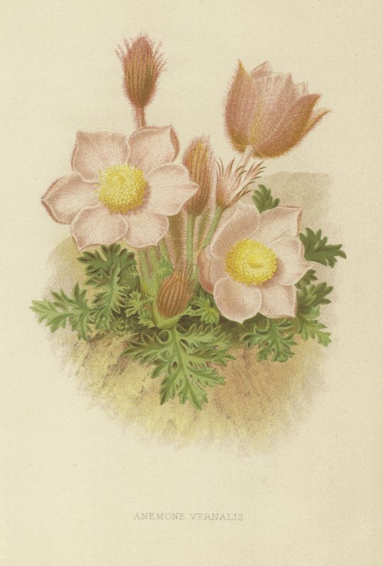 Anemone vernalis od English School