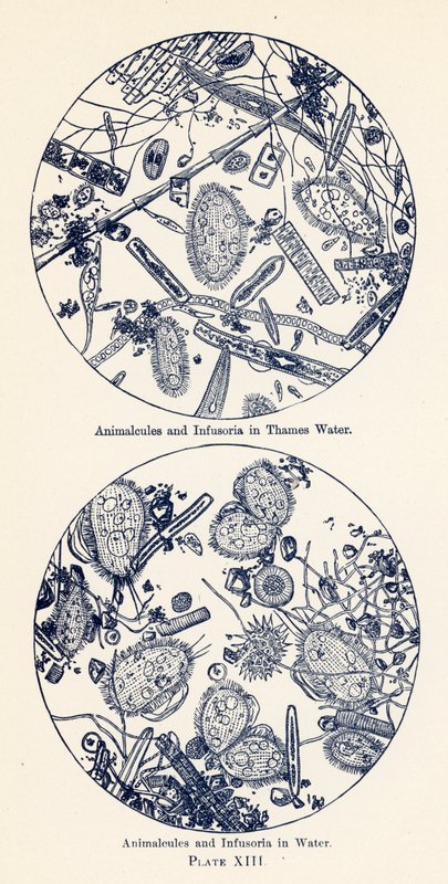 Animalcules a Infusoria ve vodě (barevná litografie) od English School