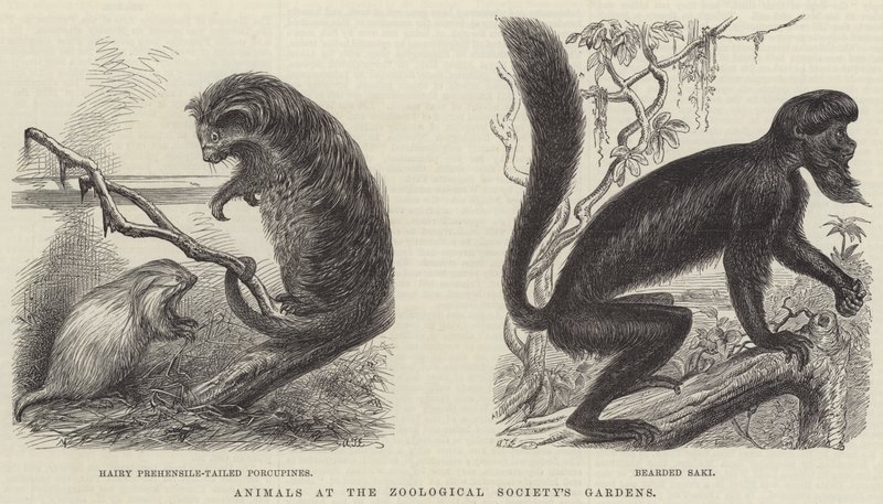 Zvířata v zahradách zoologické společnosti (rytina) od English School