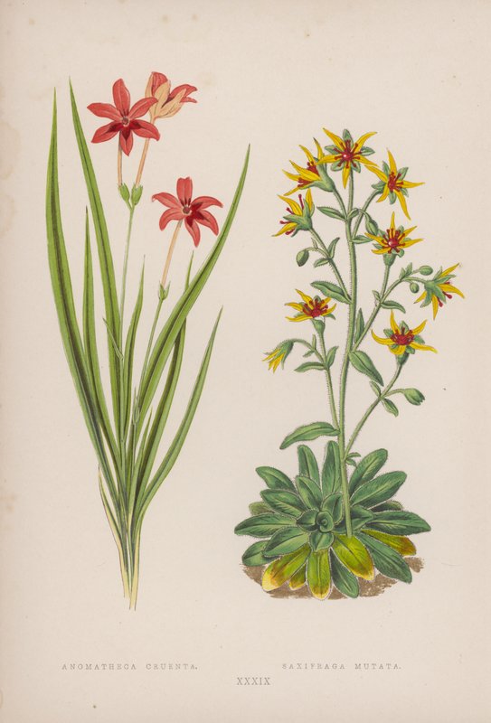 Anomatheca Cruenta; Saxifraga Mutata (barevná litografie) od English School