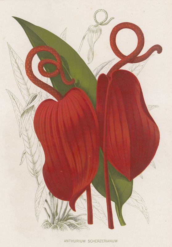 Anthurium Scherzerianum od English School