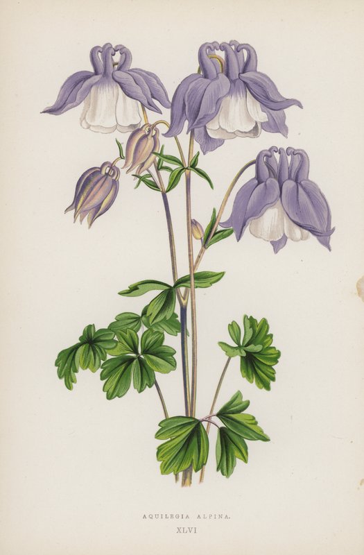 Aquilegia Alpina (barevná lito) od English School