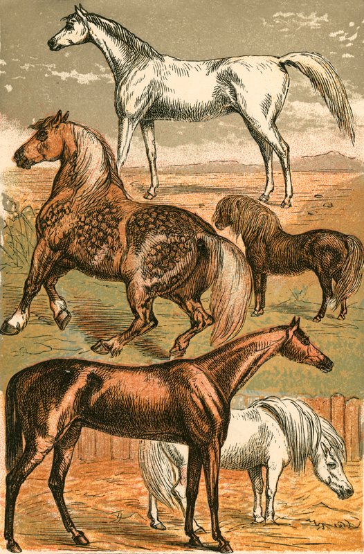 Arabský kůň, vozíkový kůň, závodní kůň, shetlandský pony a pony od English School