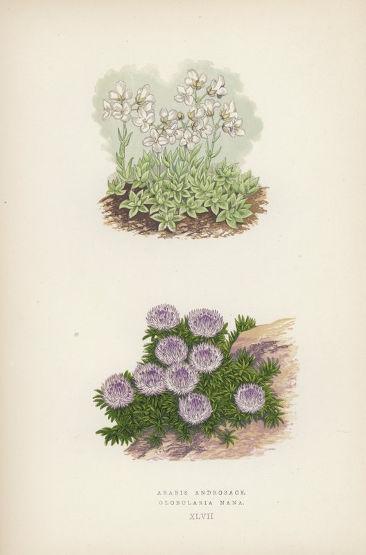 Arabis Androsace; Globularia Nana (barevná lito) od English School