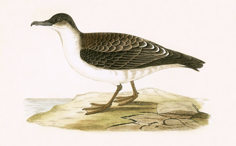 Arctic Cinereous Shearwater, ilustrace z „Historie ptáků Evropy nepozorovaných na Britských ostrovech“ od Charlese Roberta Bree (1811-86), vydáno 1867 (barevně lito) od English School