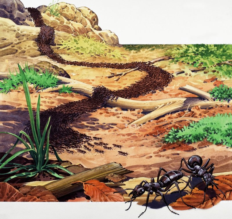 armádní Ant od English School