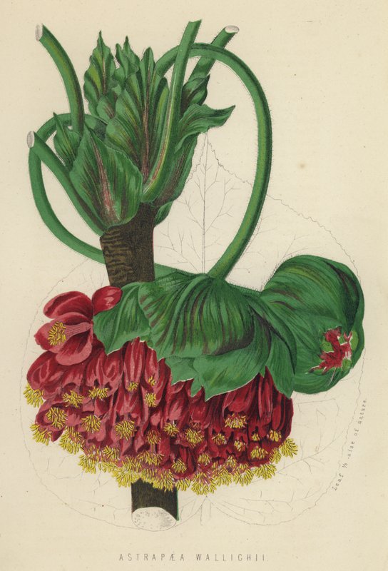 Astrapaea Vallihii (chromolit) od English School