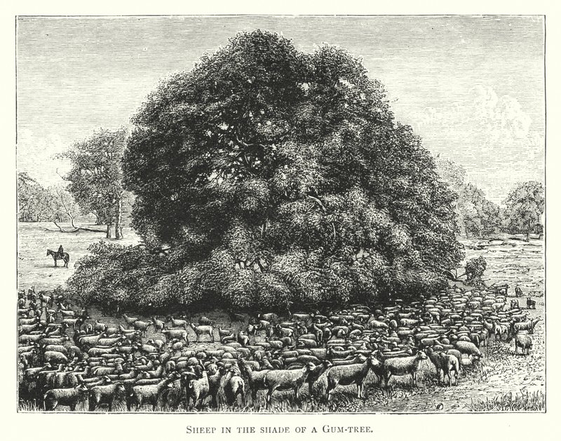 Austrálie: Ovce ve stínu Gum-tree (rytina) od English School