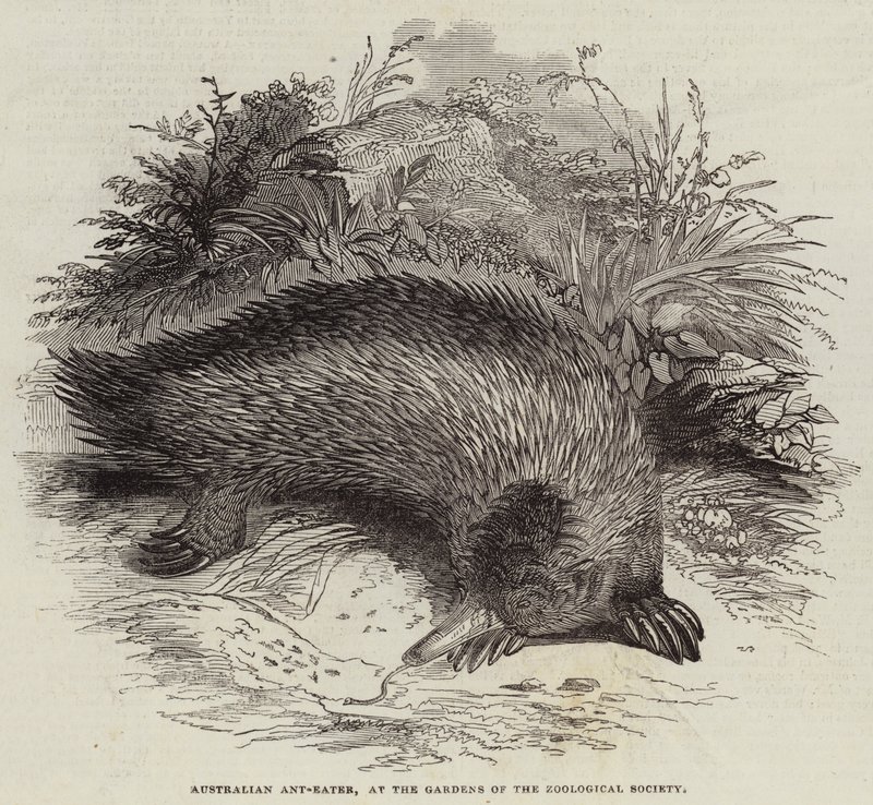 Australský mravenečník v zahradách Zoologické společnosti (rytina) od English School