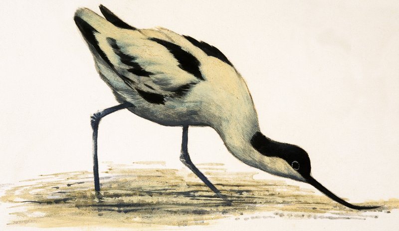Avocet od English School