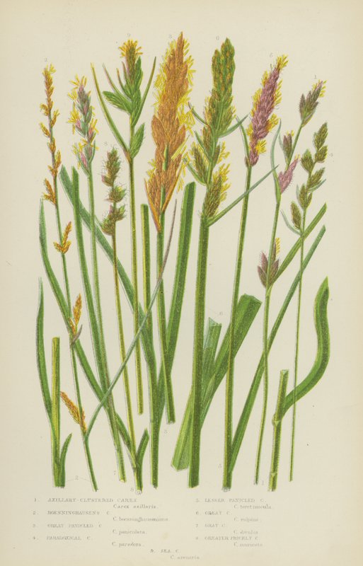Carex axillary-clustered, Boenninghausen