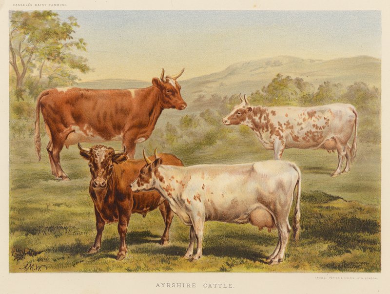 Ayrshire Cattle (barevná litografie) od English School
