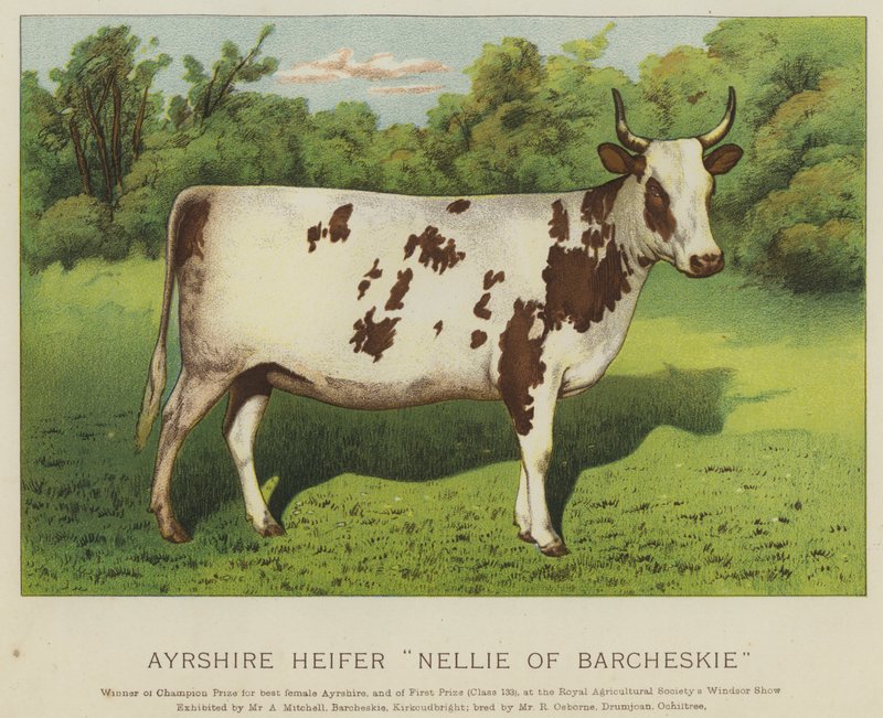 Ayrshire Heifer "Nellie of Barcheskie" (barva lito) od English School