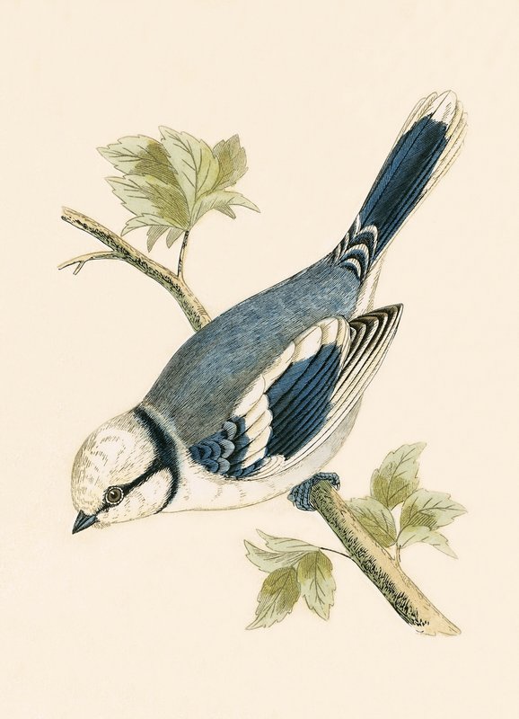 Sýkora azurová, ilustrace z „Historie ptáků Evropy nepozorovaných na Britských ostrovech“ od Charlese Roberta Bree (1811-86), vydáno 1867 od English School