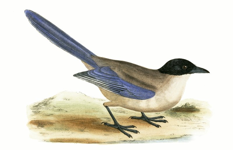 Azurově modrá straka, ilustrace z knihy "A History of the Birds of Europe Not Observed in the British Isles" od Charlese Roberta Bree (1811-86), vydáno 1867. od English School