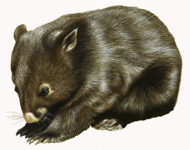 Baby Possum od English School