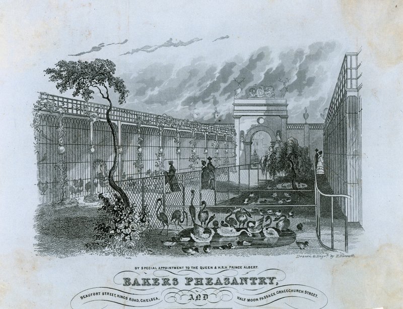 Bakers Bažantnice, Chelsea od English School
