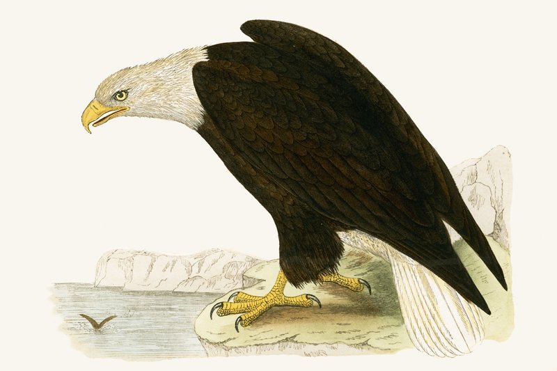 Orel bělohlavý, ilustrace z „Historie ptáků Evropy nepozorovaných na Britských ostrovech“ od Charlese Roberta Bree (1811-86), vydáno 1867 od English School
