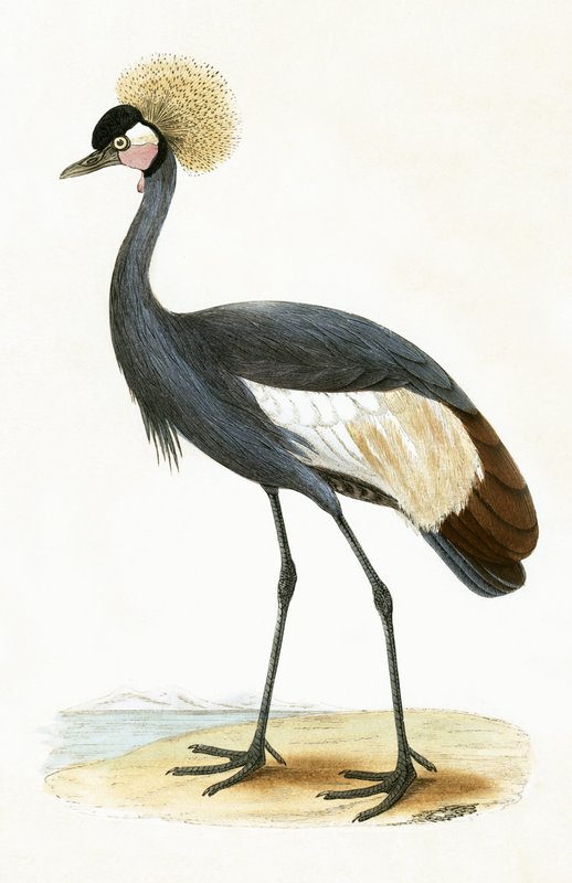 Baleárský jeřáb, ilustrace z „Historie ptáků Evropy, která nebyla pozorována na Britských ostrovech“ od Charlese Roberta Bree (1811-86), vydáno 1867 od English School