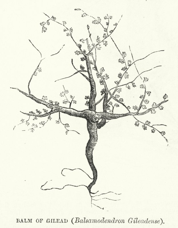 Balzám z Gileadu, Balsamodendron Gileadense (rytina) od English School
