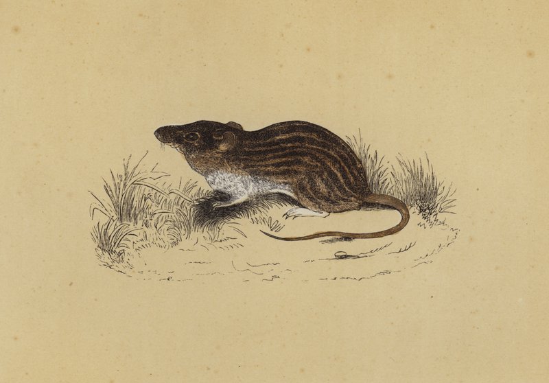 Barbary Mouse (barevná lito) od English School