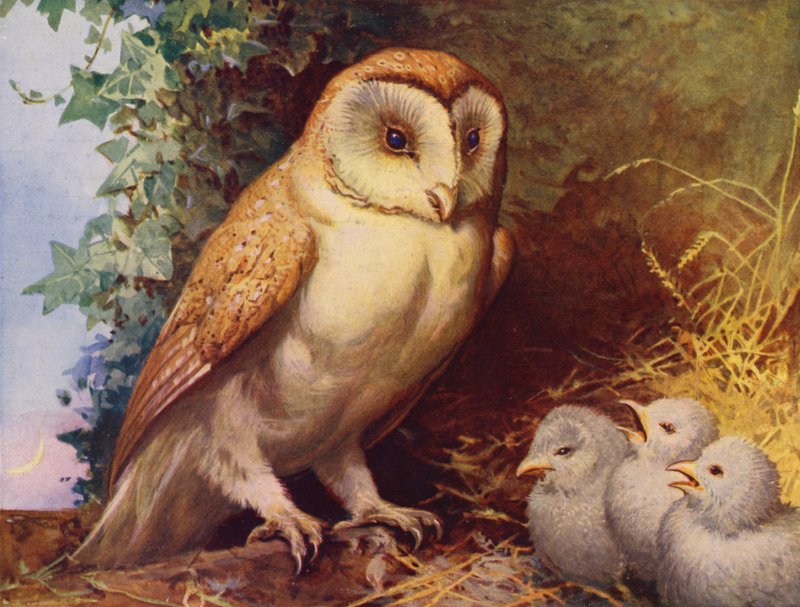 Sova pálená a kuřátka (barva lito) od English School