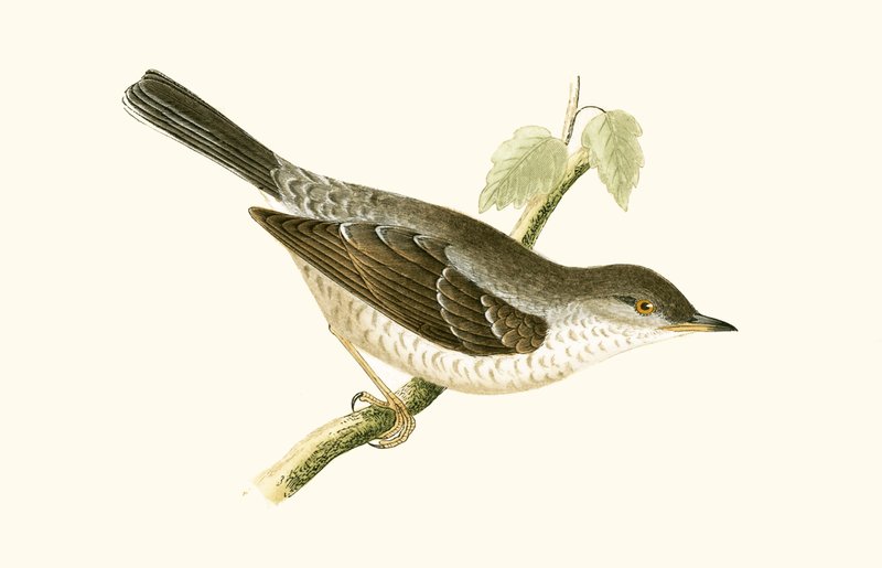Barred Warbler, ilustrace z „Historie ptáků Evropy nepozorovaných na Britských ostrovech“ od Charlese Roberta Bree (1811-86), vydáno 1867 od English School