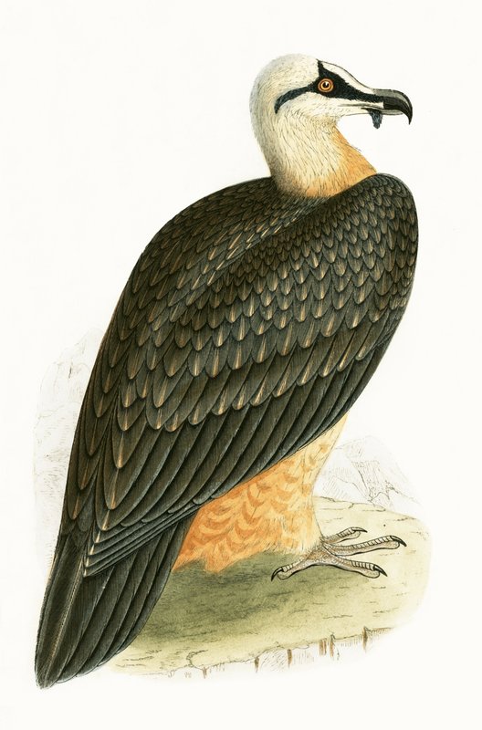 Bearded Vulture, ilustrace z „Historie ptáků Evropy, která nebyla pozorována na Britských ostrovech“ od Charlese Roberta Bree (1811-86), vydáno 1867 od English School