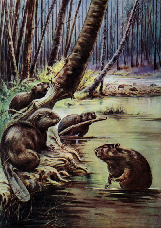 Bobři staví přehradu na řece (barva litho) od English School