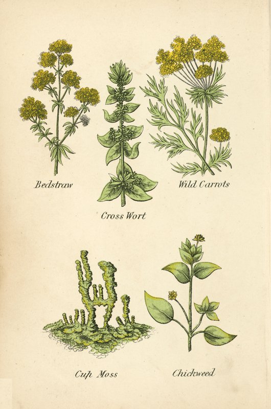 svízel, křížalka, divoká mrkev, mech, ptačinec (barva litho) od English School