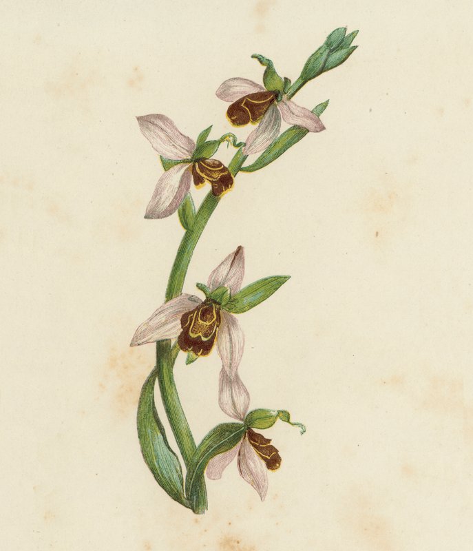 Bee Orchis, Ophrys Apifera (barevná litografie) od English School