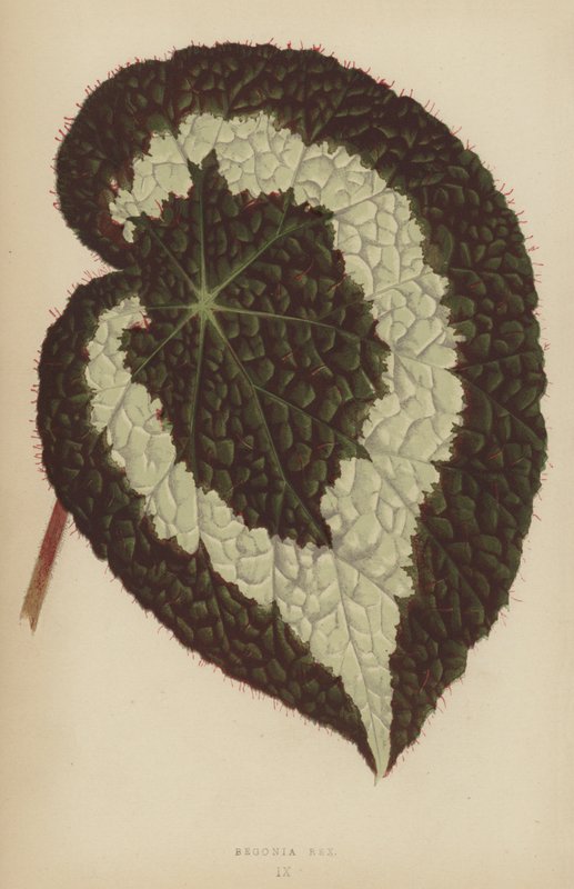 Begonia Rex od English School