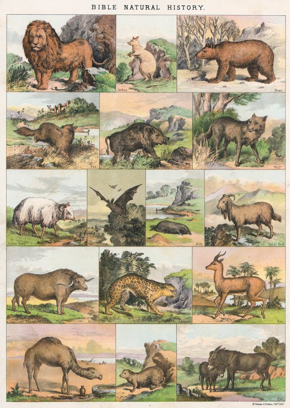 Bible Natural History od English School