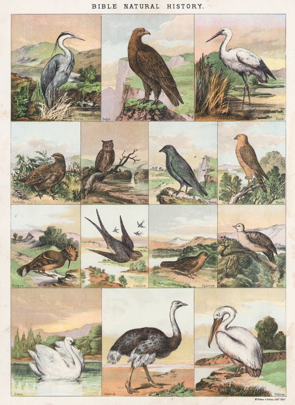 Bible Natural History od English School