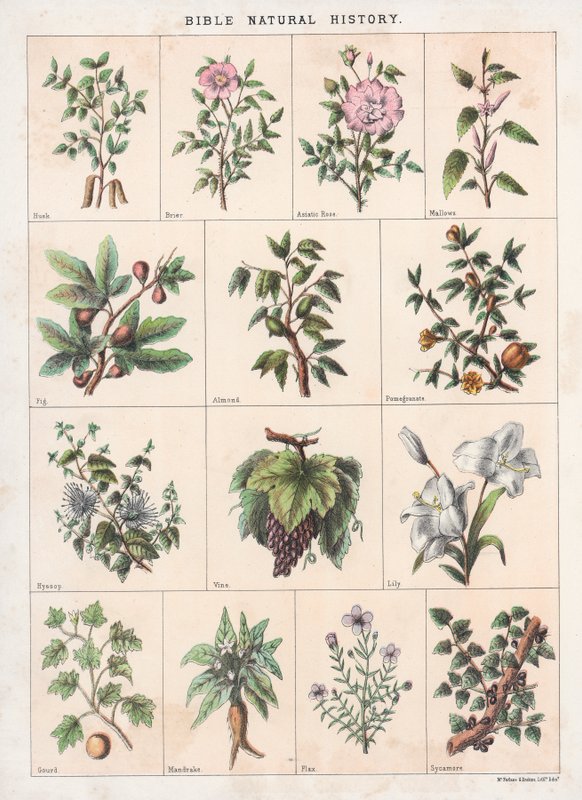 Bible Natural History od English School