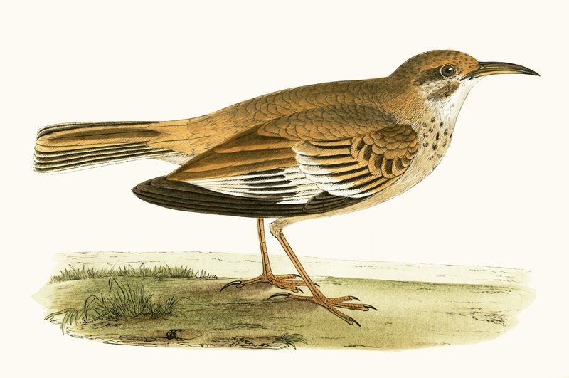 Bifasciated Lark, ilustrace z „Historie ptáků Evropy nepozorovaných na Britských ostrovech“ od Charlese Roberta Bree (1811-86), vydáno 1867 od English School
