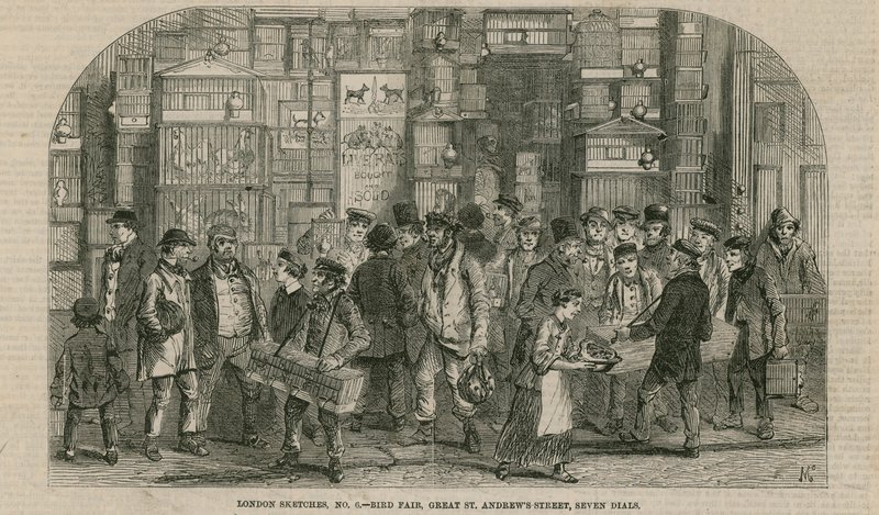 Ptačí veletrh, Great St Andrews Street, Seven Dials, Londýn od English School