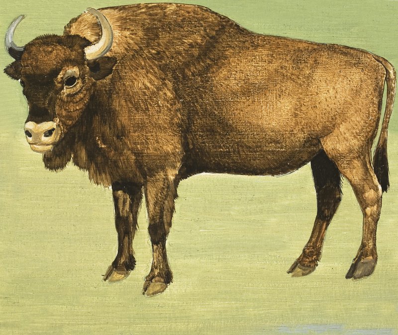Bison nebo American Buffalo od English School