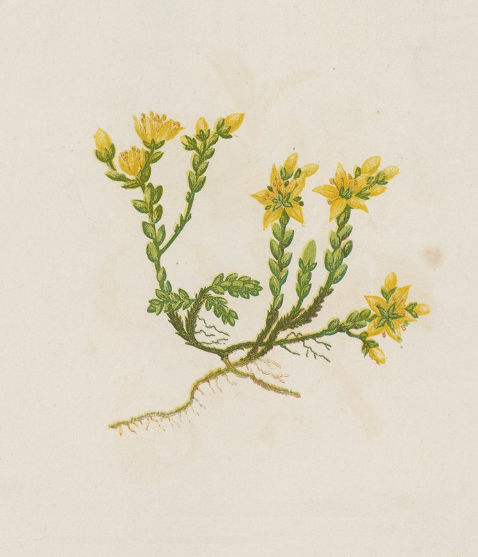 Rozchodník kousavý, Sedum Acre (barevná litografie) od English School