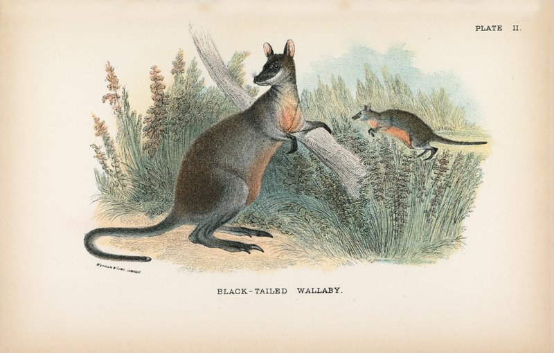 Wallaby černoocasý od English School