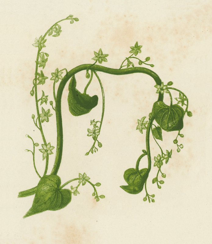 Bryonie černá, Tamus Communis (barevná litografie) od English School