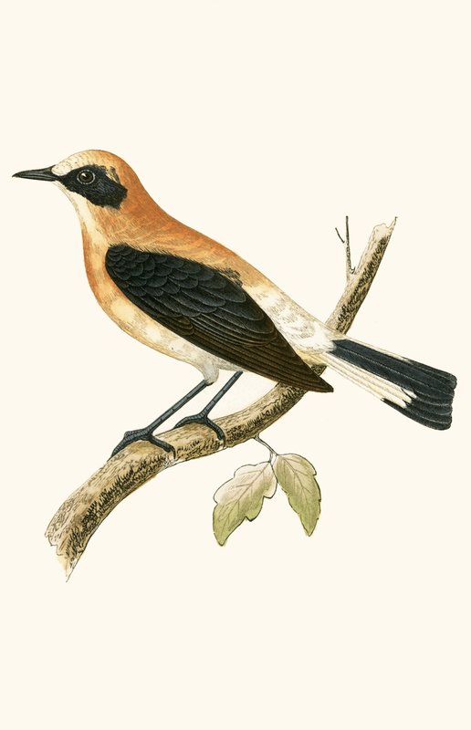 Black Eared Wheatear, ilustrace z „Historie ptáků Evropy, která nebyla pozorována na Britských ostrovech“ od Charlese Roberta Bree (1811-86), vydáno 1867 (barevně lito) od English School