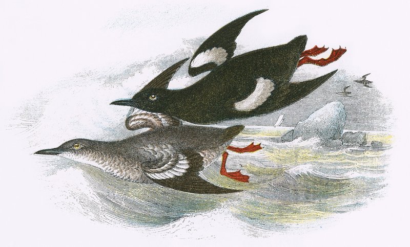 Černý Guillemot od English School