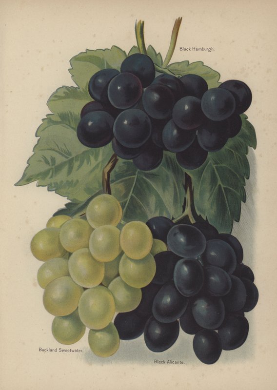 Black Hamburgh, Buckland Sweetwater, Black Alicante od English School
