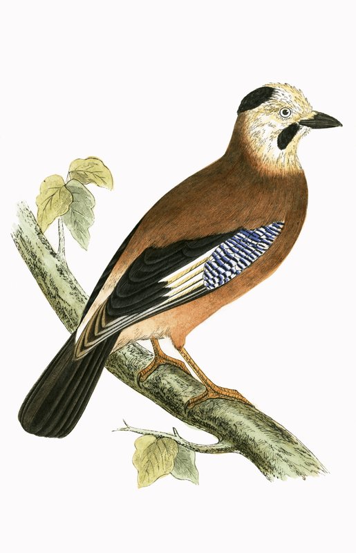 Black Headed Jay, ilustrace z „Historie ptáků Evropy, která nebyla pozorována na Britských ostrovech“ od Charlese Roberta Bree (1811-86), vydáno 1867 od English School