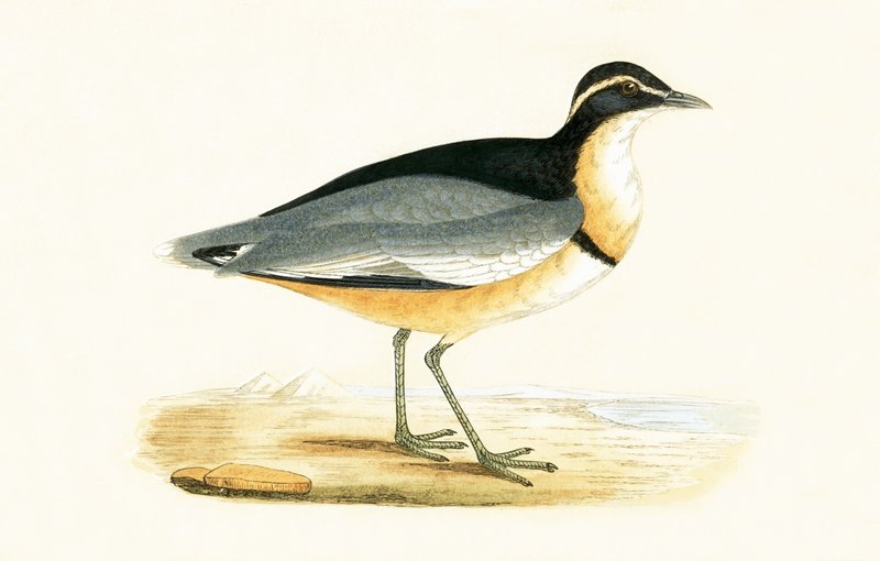 Pěnice černohlavá, ilustrace z knihy "A History of the Birds of Europe Not Observed in the British Isles" od Charlese Roberta Bree (1811-86), vydáno 1867. od English School