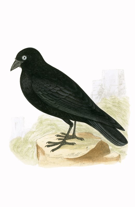 Černá kavka, ilustrace z „Historie ptáků Evropy nepozorovaných na Britských ostrovech“ od Charlese Roberta Bree (1811-86), vydáno 1867 od English School