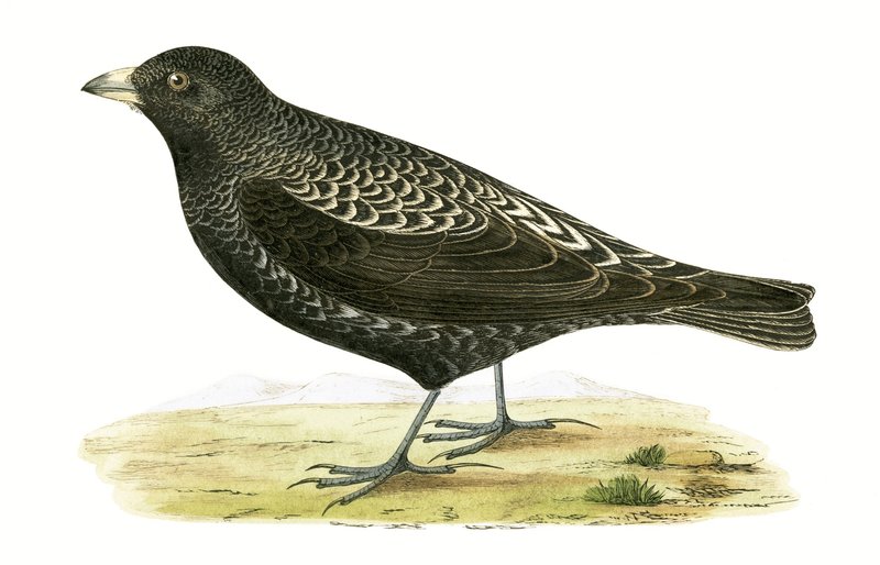 Black Lark, ilustrace z „Historie ptáků Evropy nepozorovaných na Britských ostrovech“ od Charlese Roberta Bree (1811-86), vydáno 1867 od English School