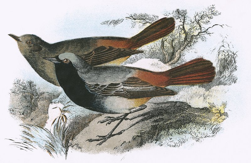 Black Redstart od English School